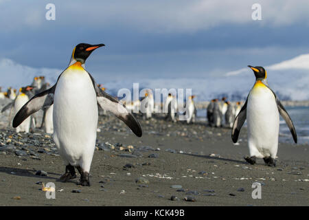 Königspinguin (Aptenodytes patagonicus) auf einem felsigen Strand auf Südgeorgien Insel thront. Stockfoto