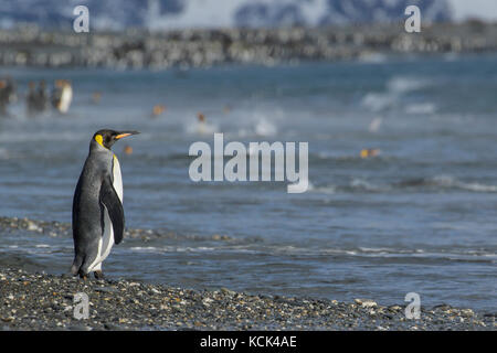 Königspinguin (Aptenodytes patagonicus) auf einem felsigen Strand auf Südgeorgien Insel thront. Stockfoto