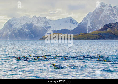 Königspinguin (Aptenodytes patagonicus) Schwimmen im Meer in der Nähe von South Georgia Island. Stockfoto