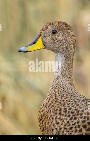 South Georgia Pintail (Anas georgica georgica) auf tussock Gras auf Südgeorgien Insel thront. Stockfoto