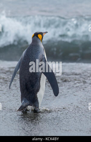 Königspinguin (Aptenodytes patagonicus) auf einem felsigen Strand auf Südgeorgien Insel thront. Stockfoto