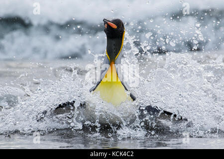 Königspinguin (Aptenodytes patagonicus) Schwimmen im Meer in der Nähe von South Georgia Island. Stockfoto