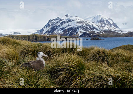 Wandering Albatross (Diomedea exulans) auf tussock Gras auf Südgeorgien Insel thront. Stockfoto