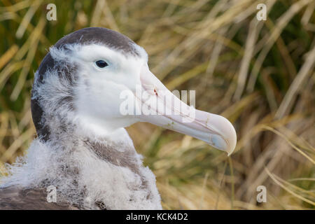 Wandering Albatross (Diomedea exulans) auf tussock Gras auf Südgeorgien Insel thront. Stockfoto