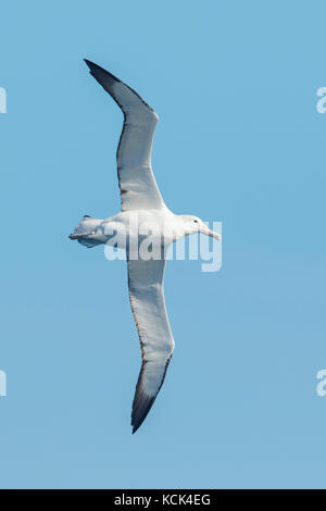 Südliche Royal Albatross (Diomedea epomophora epomophora) fliegen über den Ozean auf der Suche nach Nahrung in der Nähe von South Georgia Island. Stockfoto