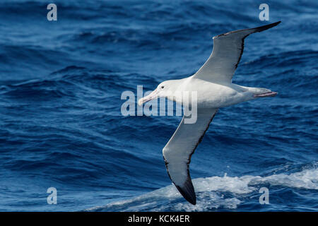 Südliche Royal Albatross (Diomedea epomophora epomophora) fliegen über den Ozean auf der Suche nach Nahrung in der Nähe von South Georgia Island. Stockfoto