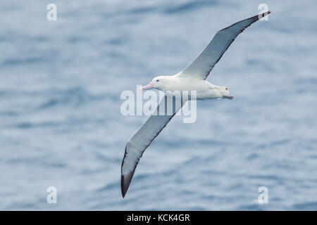 Wandering Albatross (Diomedea exulans) fliegen über den Ozean auf der Suche nach Nahrung in der Nähe von South Georgia Island Stockfoto