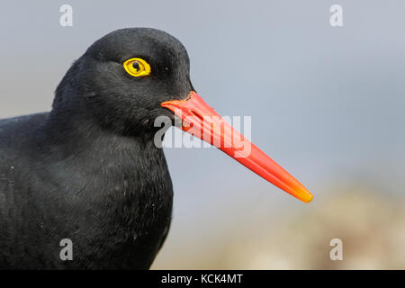 Magellanschen Austernfischer (Haematopus leucopodus) entlang der Küste in den Falkland Inseln. Stockfoto