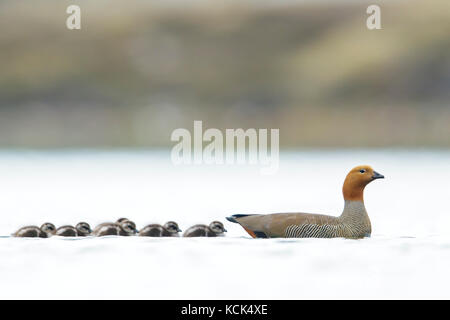 Bräunlich-headed Goose (Chloephaga swimiing rubidiceps) über einem Teich mit Küken in den Falkland Inseln. Stockfoto