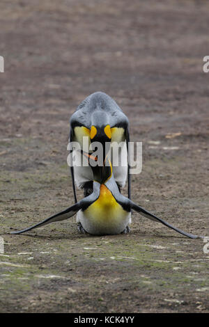 Königspinguin (Aptenodytes patagonicus) Paarung in den Falkland Inseln Stockfoto