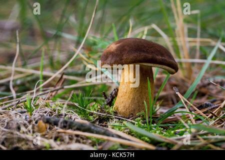 Horizontale Foto von Braun Steinpilz. Pilz wächst im Gras im Wald mit trockenen Blättern und Nadeln herum. Pilz hat schöne velvet Brow Stockfoto