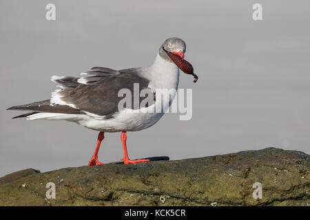 Dolphin Gull, Leucophaeus scoresbii thront auf einem Felsen in der Falkland Inseln. Stockfoto