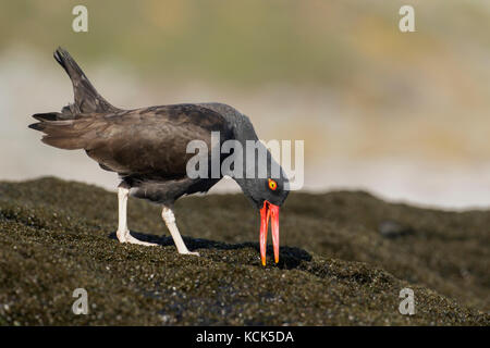 Schwärzliche Austernfischer (Haematopus ater) entlang der felsigen Küste in der Falkland Inseln. Stockfoto