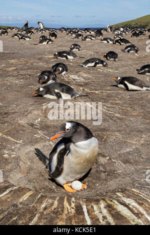 Gentoo Pinguin (Pygoscelis papua) auf seiner Kolonie in den Falkland Inseln. Stockfoto