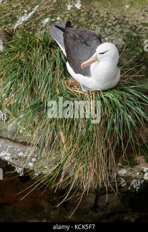 Schwarz der tiefsten Albatross (Thalassarche melanophris) an einer Kolonie in der Falkland Inseln. Stockfoto