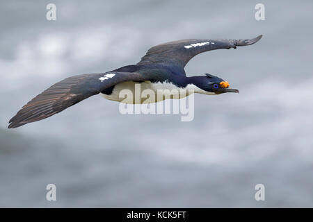 Imperial Kormoran (König) (Dendrocopos atriceps) auf seiner Kolonie in den Falkland Inseln. Stockfoto