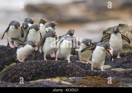 Rockhopper Penguin (Eudyptes chrysocome) entlang der Küste in den Falkland Inseln. Stockfoto