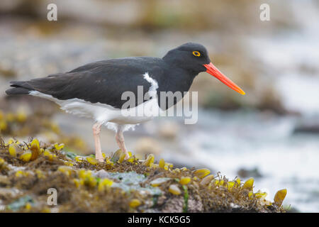 Magellanschen Austernfischer (Haematopus leucopodus) entlang der Küste in den Falkland Inseln. Stockfoto