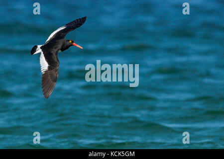 Magellanschen Austernfischer (Haematopus leucopodus) entlang der Küste in den Falkland Inseln. Stockfoto