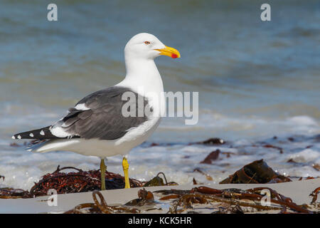 Kelp Möwe (Larus dominicanus) entlang der Küste in den Falkland Inseln. Stockfoto