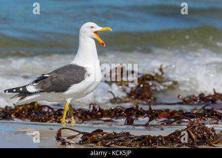 Kelp Möwe (Larus dominicanus) entlang der Küste in den Falkland Inseln. Stockfoto