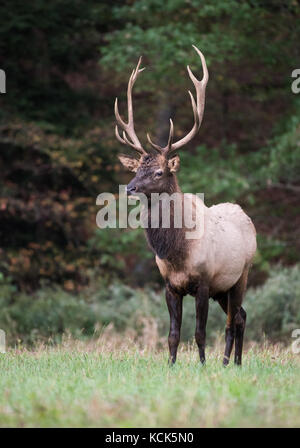 Elk in Pennsylvania Stockfoto