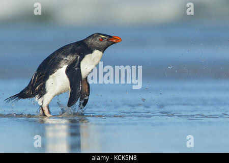 Rockhopper Penguin (Eudyptes chrysocome), die sich aus dem Ozean in die Falkland Inseln. Stockfoto