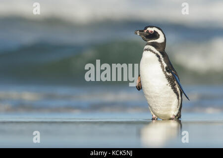 Magellanic Penguin (Spheniscus Magellanicus) auf einem Strand in die Falkland Inseln. Stockfoto