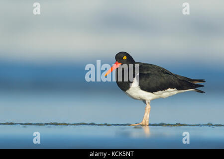 Magellanschen Austernfischer (Haematopus leucopodus) entlang der Küste in den Falkland Inseln. Stockfoto