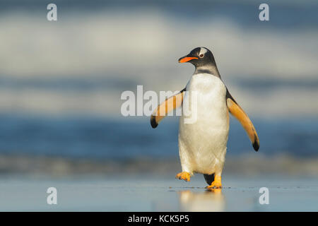 Gentoo Pinguin (Pygoscelis papua), die sich aus dem Ozean in die Falkland Inseln. Stockfoto