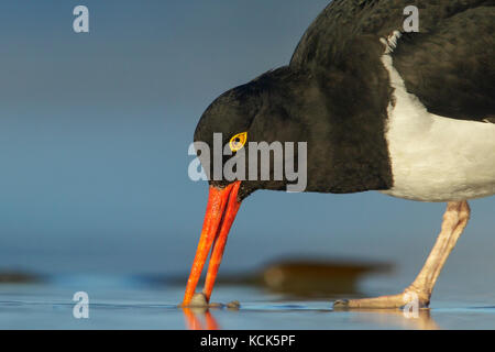 Magellanschen Austernfischer (Haematopus leucopodus) entlang der Küste in den Falkland Inseln. Stockfoto