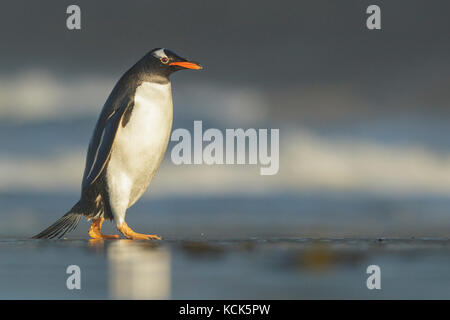 Gentoo Pinguin (Pygoscelis papua), die sich aus dem Ozean in die Falkland Inseln. Stockfoto