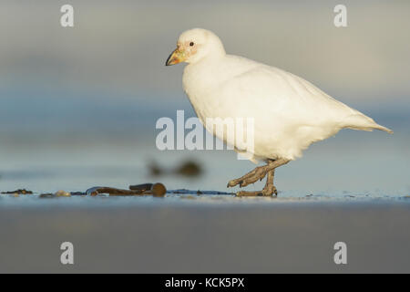 Pale-faced (Verschneiten) Sheathbill (Chionis alba) Verfütterung an einem Strand in der Falkland Inseln. Stockfoto