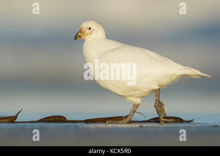 Pale-faced (Verschneiten) Sheathbill (Chionis alba) Verfütterung an einem Strand in der Falkland Inseln. Stockfoto