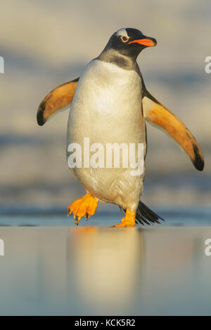 Gentoo Pinguin (Pygoscelis papua), die sich aus dem Ozean in die Falkland Inseln. Stockfoto