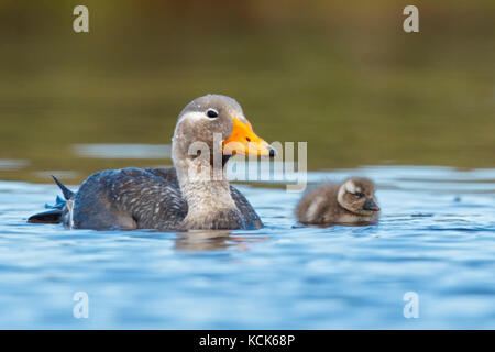 Flying Steamer Duck (Tachyeres patachonicus) Schwimmen in einem kleinen Teich in den Falkland Inseln. Stockfoto