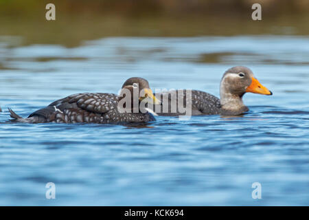 Flying Steamer Duck (Tachyeres patachonicus) Schwimmen in einem kleinen Teich in den Falkland Inseln. Stockfoto