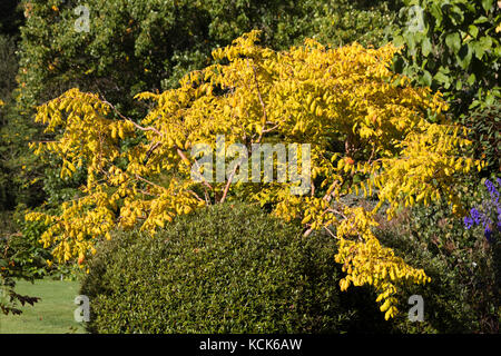 Gelb Herbst Laub Farbe der gewählte Form der goldenen Regen Baum, Koelreuteria paniculata 'Coral Sun' Stockfoto