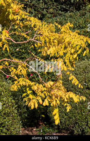 Gelb Herbst Laub Farbe der gewählte Form der goldenen Regen Baum, Koelreuteria paniculata 'Coral Sun' Stockfoto