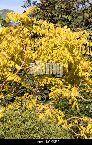 Gelb Herbst Laub Farbe der gewählte Form der goldenen Regen Baum, Koelreuteria paniculata 'Coral Sun' Stockfoto