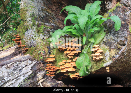 Ummanteltes woodtuft Pilz, Kuehneromyces mutabilis, aus einem alten Hartholz anmelden. Rosette Digitalis purpurea oben. Stockfoto