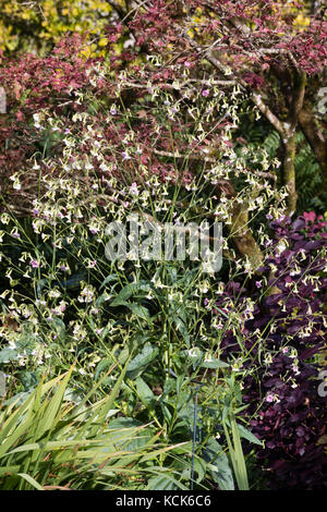 Luftig Stiele und Blüten, die geöffneten weißen und rosa Fade in der jährlichen Tabakpflanze Nicotiana, mutabilis Stockfoto