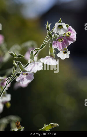 Hintergrundbeleuchtung Blumen öffnen weiß und rosa in der jährlichen Tabakpflanze Nicotiana verblassen, mutabilis Stockfoto