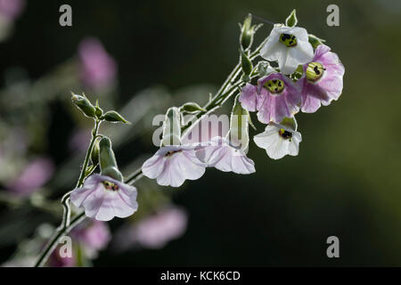 Hintergrundbeleuchtung Blumen öffnen weiß und rosa in der jährlichen Tabakpflanze Nicotiana verblassen, mutabilis Stockfoto