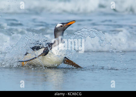 Gentoo Pinguin (Pygoscelis papua) wieder durch die Wellen in den Falkland Inseln zu landen. Stockfoto