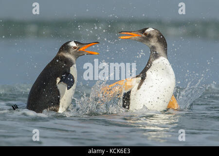 Gentoo Pinguin (Pygoscelis papua) wieder durch die Wellen in den Falkland Inseln zu landen. Stockfoto