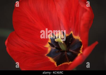 Schöne rote Tulpe in der Nähe suchen. Sie können das Innere der Tulip sehen. Sehr schöne Blume. Stockfoto