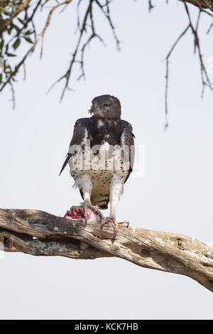 Martial Eagle (Polemaetus bellicosus) auf Ast mit Raub, Masai Mara National Game Park finden, Kenia, Ostafrika Stockfoto