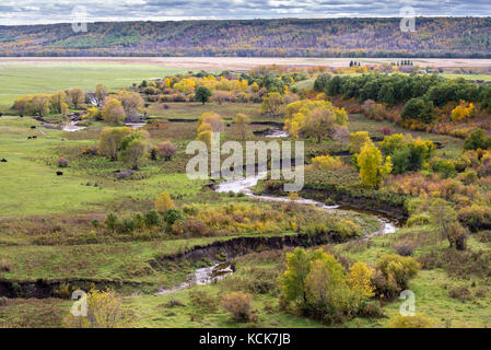 Kühe und farbenfrohe Bäume im Herbst in der Qu'appelle River Valley in Saskatchewan, Kanada. Stockfoto