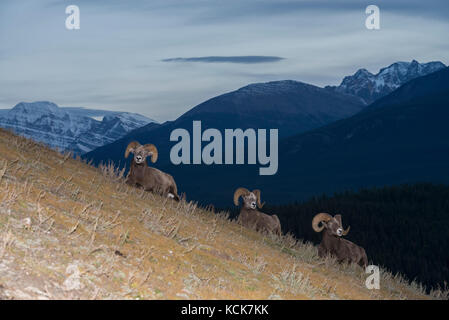 Bighorn Schafe (Ovis canadensis) in der Dämmerung mit Bergen hinter im Jasper National Park, Alberta, Kanada Stockfoto